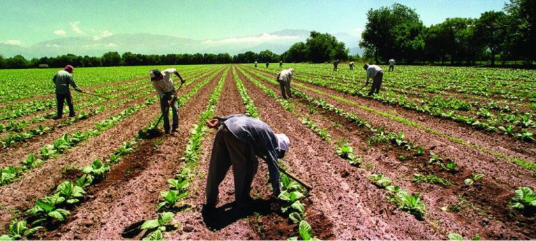 Las economías regionales son fundamentales por su alta demanda de mano de obra a lo largo y ancho de todo el país. Fuente: BCR