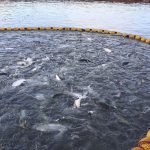 Jaula salmonera en Chile