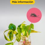 Banners digitales_Dengue__300x600px