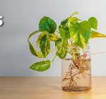 Banners digitales_Dengue__600x140px